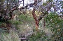 Bosque