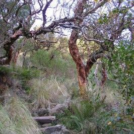 Bosque