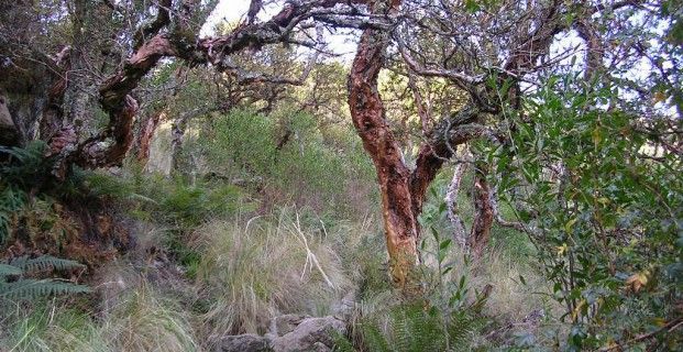Bosque